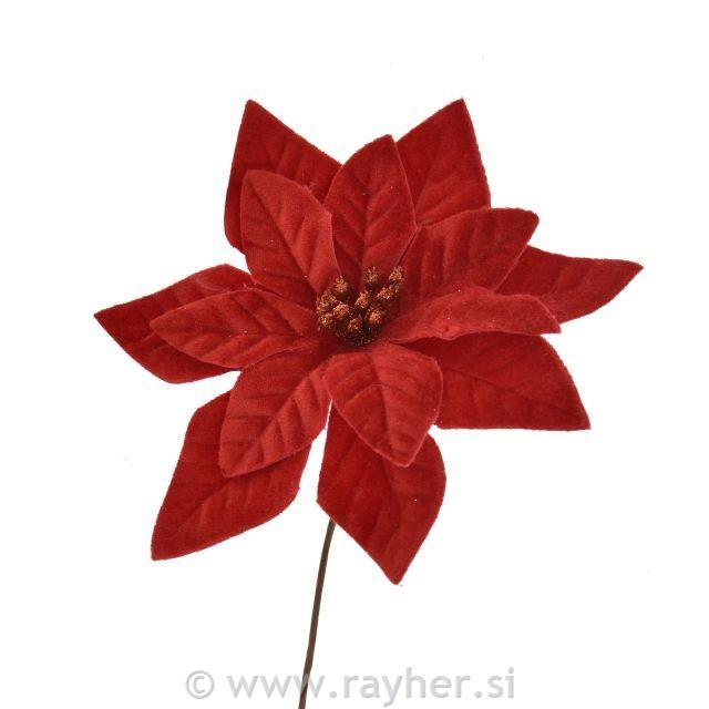 Baršunast cvijet božićne zvijezde, 16cm