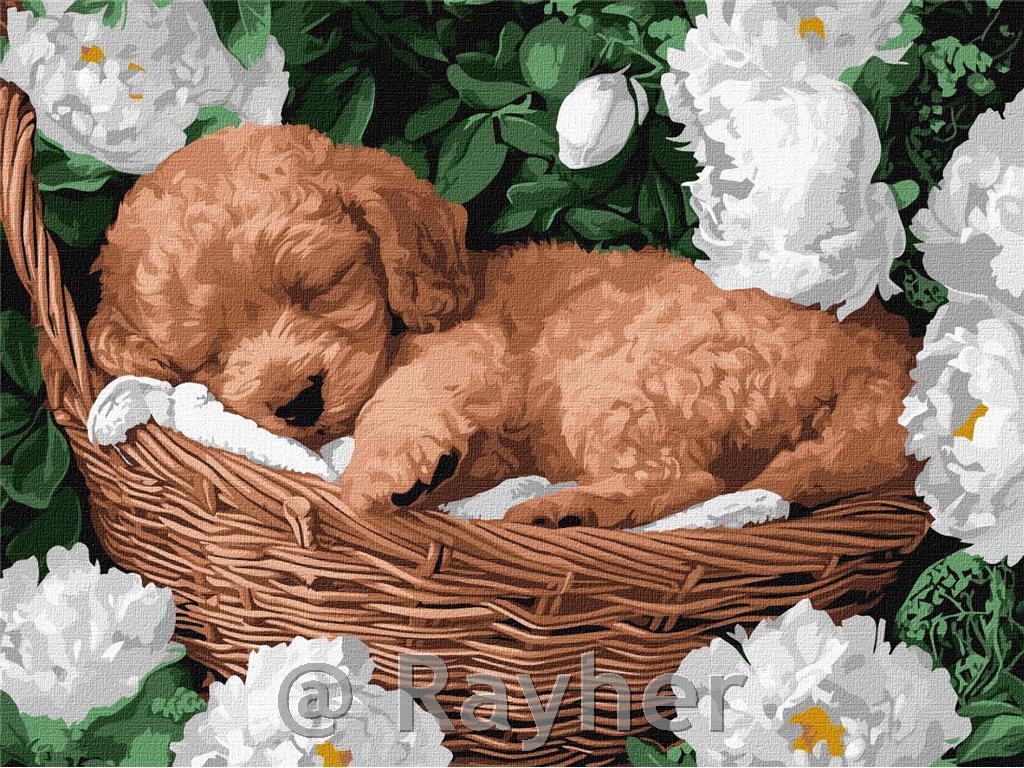 Slikanje po brojevima, A sleeping poodle, 30x40 cm