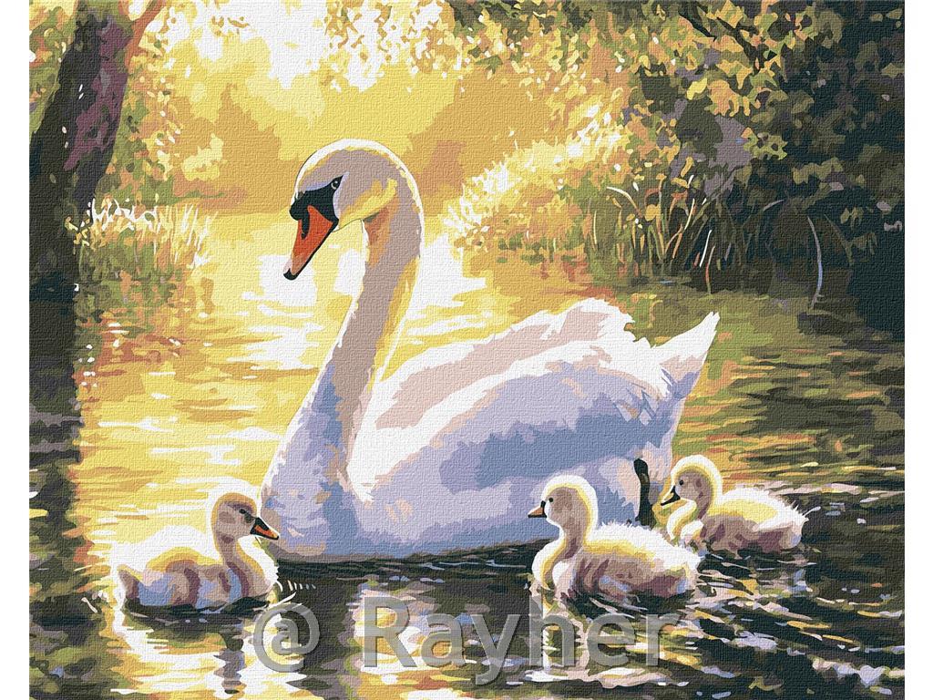 Slikanje po brojevima, Evening swim, 40x50 cm