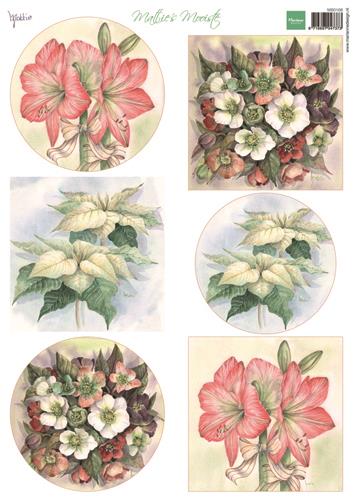 Mattie's Mooiste Christmas flowers6 images