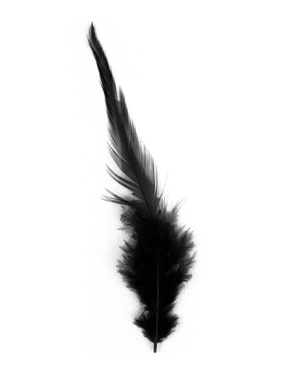 Trendy perje 10-15 cm
