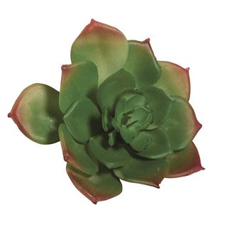 Ukrasno zelenilo "Echeveria" zeleno, 8,5x3,5cm